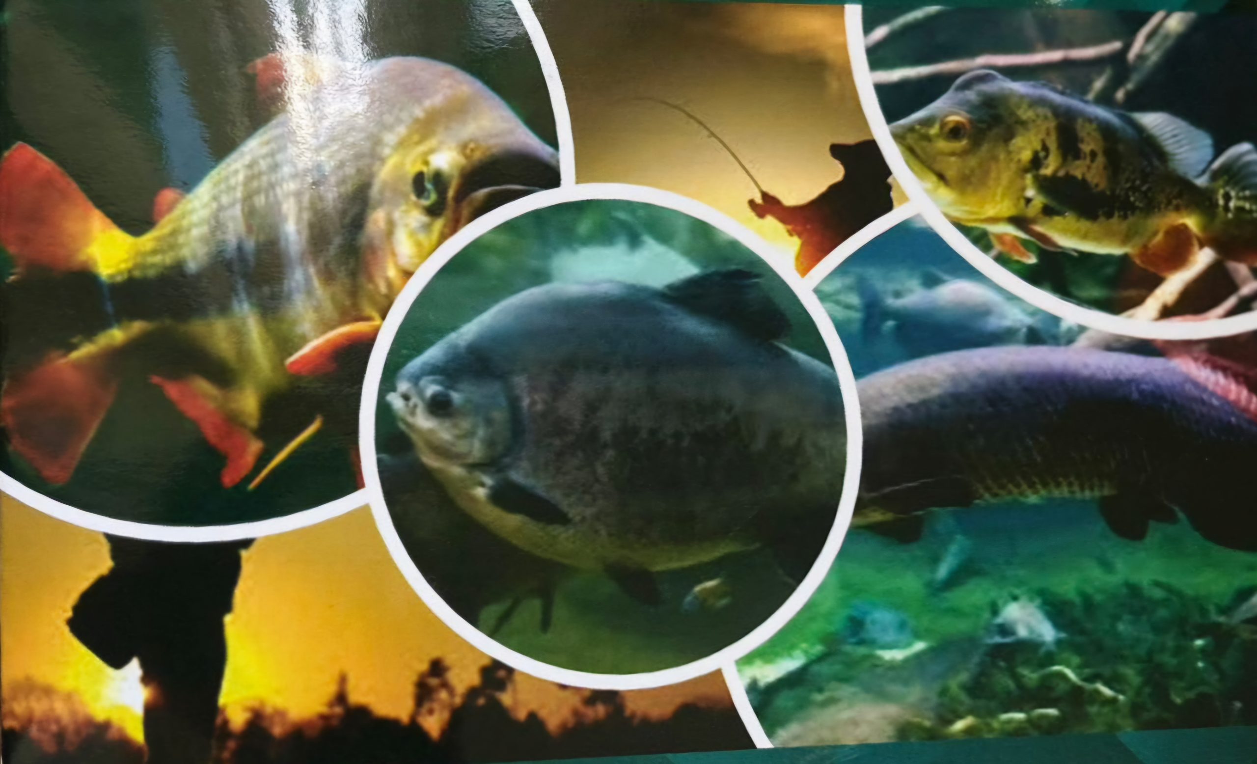 Lançamento da cartilha “Pesca Recreativa: Alternativa de Lazer no Município de Rio Verde”